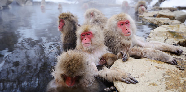 Snow monkeys