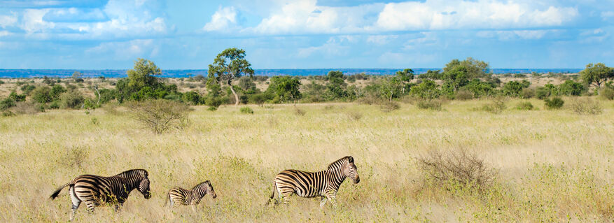 Zebra, Kruger National Park